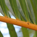 Palmwedel